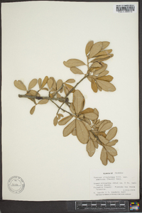 Quercus virginiana var. geminata image