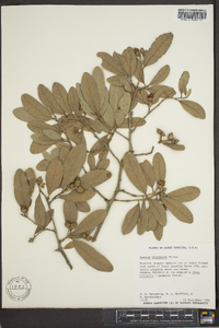 Quercus virginiana image