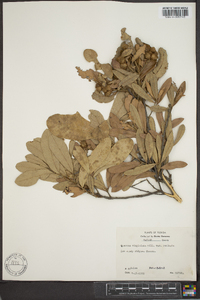 Quercus virginiana image