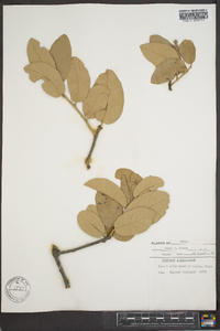 Quercus virginiana image