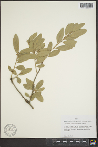 Quercus virginiana image