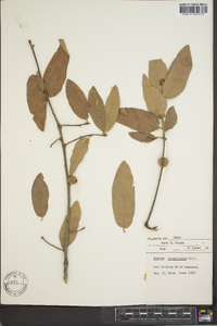 Quercus virginiana image