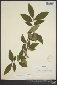 Ulmus alata image