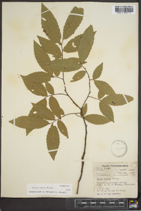 Ulmus alata image