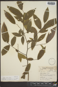 Ulmus alata image