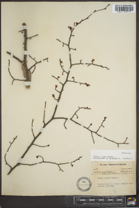 Ulmus alata image