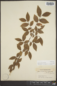 Ulmus alata image