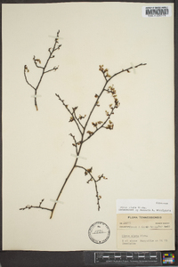 Ulmus alata image