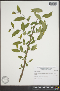 Ulmus alata image