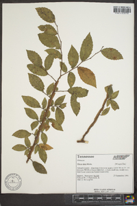 Ulmus alata image