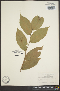 Ulmus alata image