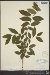 Ulmus alata image