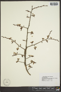 Ulmus alata image