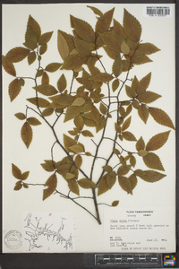 Ulmus alata image