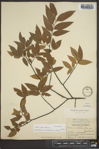 Ulmus alata image