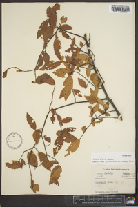 Ulmus alata image