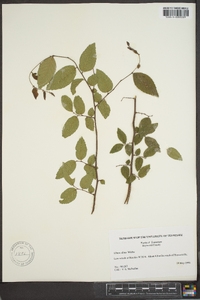 Ulmus alata image