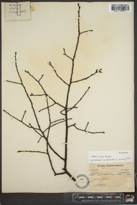 Ulmus alata image