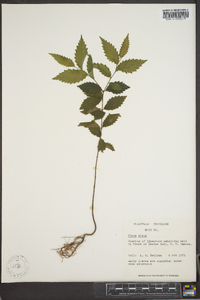 Ulmus alata image