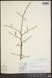 Ulmus alata image