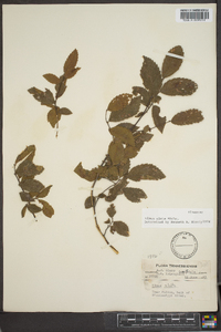 Ulmus alata image