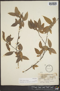 Ulmus alata image