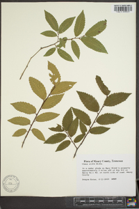 Ulmus alata image