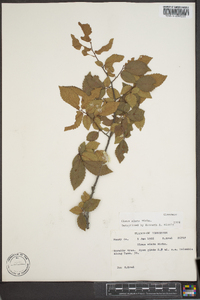 Ulmus alata image