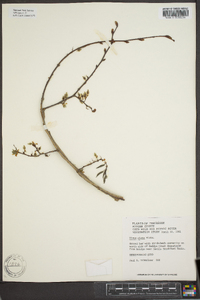 Ulmus alata image