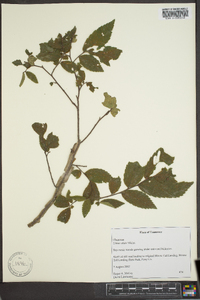 Ulmus alata image