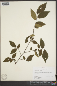 Ulmus alata image