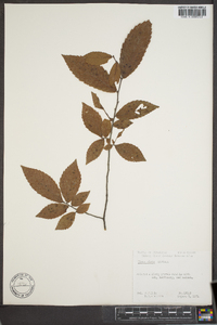 Ulmus alata image