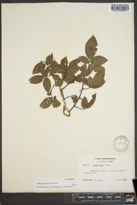 Ulmus alata image