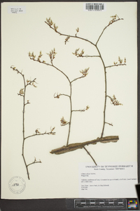 Ulmus alata image