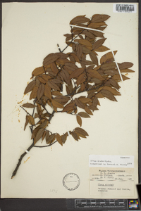 Ulmus alata image