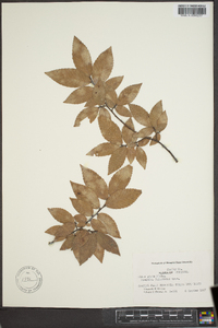 Ulmus alata image