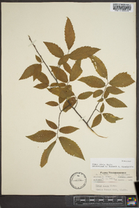 Ulmus alata image