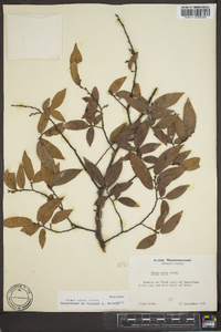 Ulmus alata image