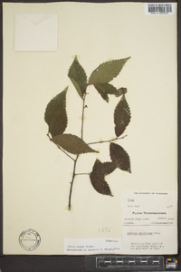 Ulmus alata image