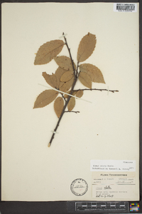 Ulmus alata image