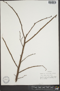 Ulmus alata image