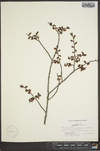 Ulmus alata image