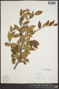 Ulmus alata image