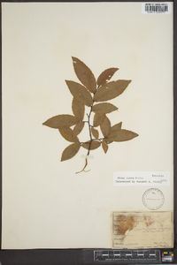 Ulmus alata image