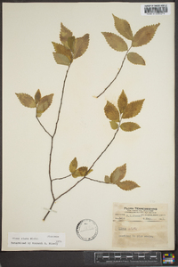 Ulmus alata image