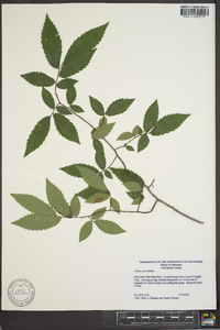 Ulmus alata image