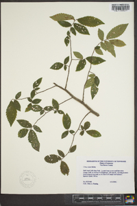 Ulmus alata image