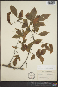 Ulmus alata image