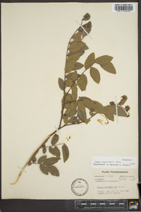 Ulmus crassifolia image