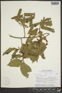 Ulmus serotina image